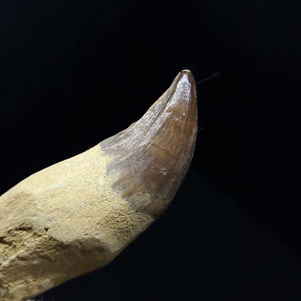 Amazon | 美品 歯根付き モササウルス 化石 歯 本物 モロッコ産